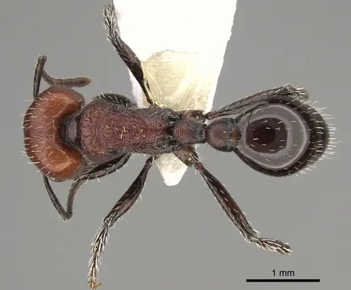 Pogonomyrmex colca specimen