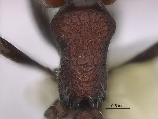 Pogonomyrmex colca specimen