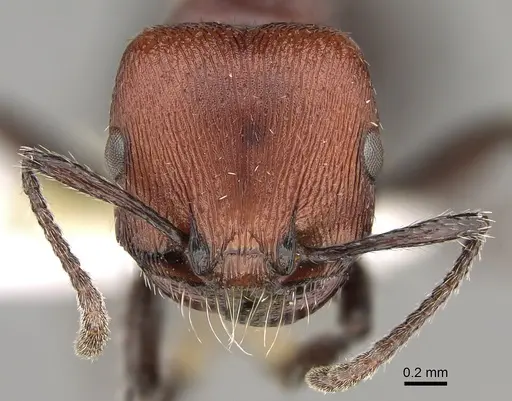Pogonomyrmex colca specimen