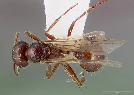 Pogonomyrmex colei specimen
