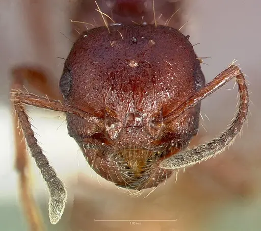 Pogonomyrmex colei specimen