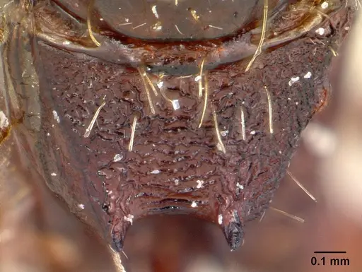 Pogonomyrmex colei - CASENT0178907