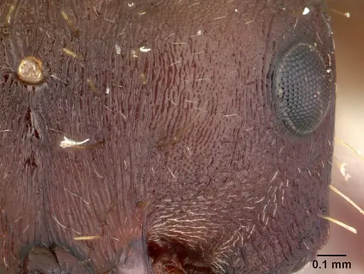 Pogonomyrmex colei - CASENT0178907