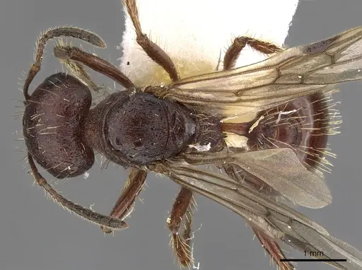 Pogonomyrmex colei - CASENT0900380