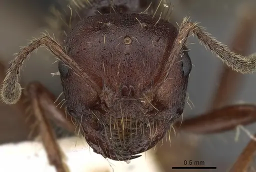 Pogonomyrmex colei - CASENT0900380