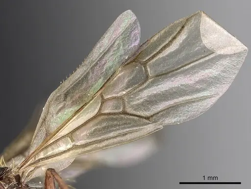 Pogonomyrmex colei - CASENT0900380