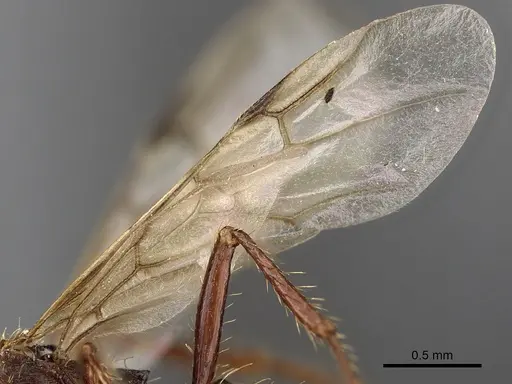 Pogonomyrmex colei - CASENT0900381