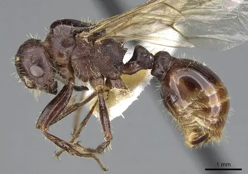 Pogonomyrmex colei - CASENT0914099