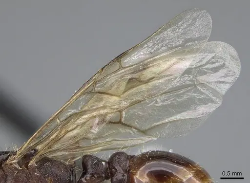 Pogonomyrmex colei - CASENT0914099