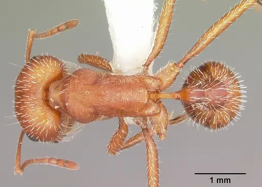 Pogonomyrmex comanche specimen