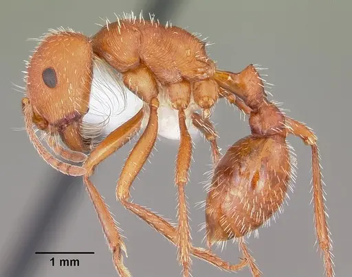 Pogonomyrmex comanche specimen