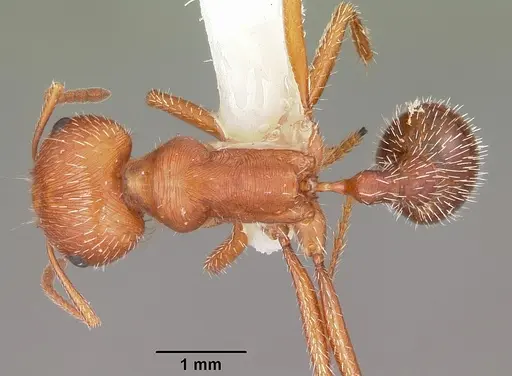 Pogonomyrmex comanche - CASENT0104841