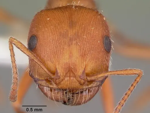 Pogonomyrmex comanche - CASENT0104841