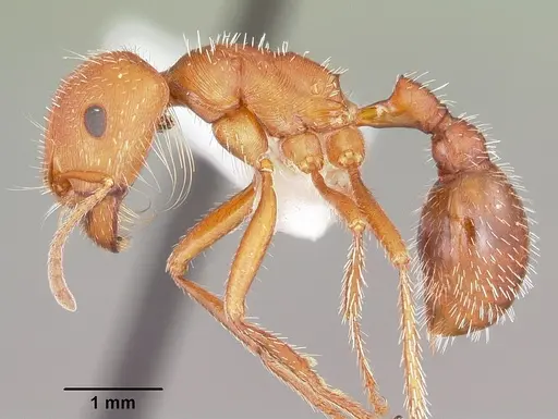 Pogonomyrmex comanche - CASENT0104841
