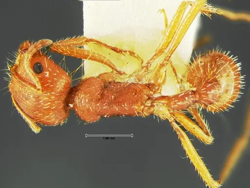 Pogonomyrmex comanche - CASENT0105654