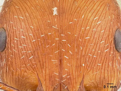 Pogonomyrmex comanche - CASENT0178912