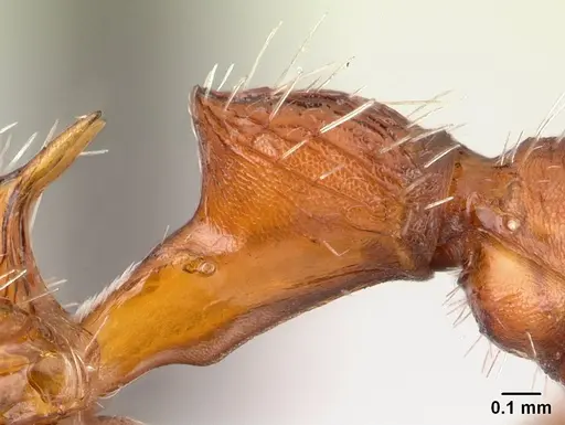 Pogonomyrmex comanche - CASENT0178912