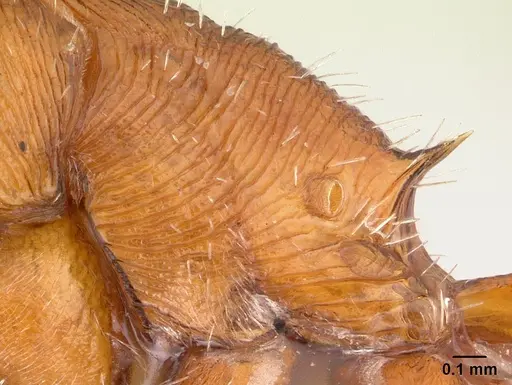 Pogonomyrmex comanche - CASENT0178913