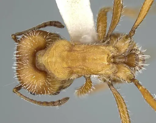 Pogonomyrmex comanche - CASENT0914458