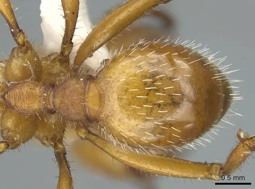 Pogonomyrmex comanche - CASENT0914458