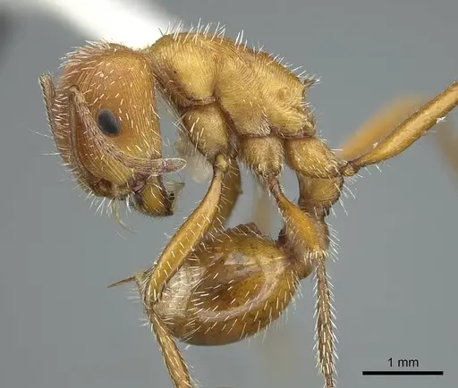 Pogonomyrmex comanche - CASENT0914458