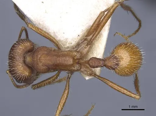Pogonomyrmex comanche - CASENT0916912
