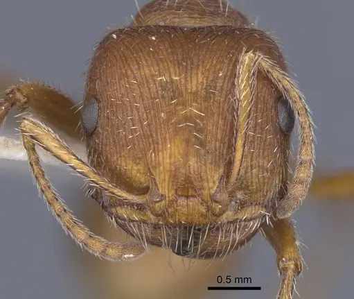 Pogonomyrmex comanche - CASENT0916912