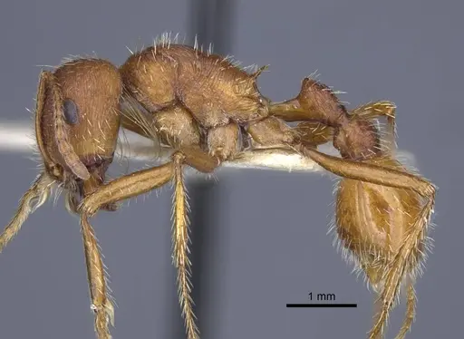 Pogonomyrmex comanche - CASENT0916912