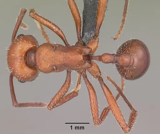 Pogonomyrmex cunicularius specimen
