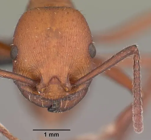 Pogonomyrmex cunicularius specimen