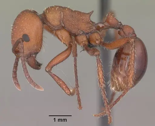Pogonomyrmex cunicularius specimen