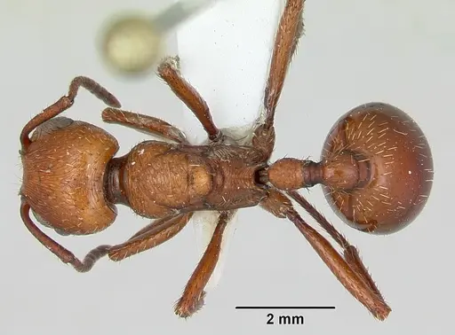 Pogonomyrmex cunicularius - CASENT0173109