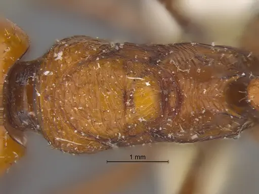 Pogonomyrmex cunicularius - CASENT0173109