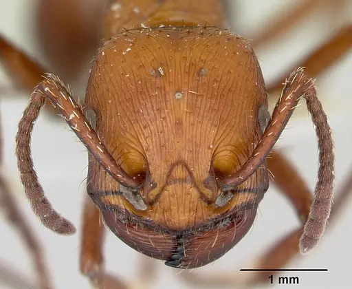 Pogonomyrmex cunicularius - CASENT0173109