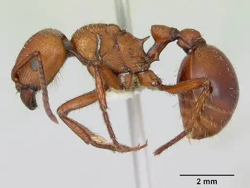 Pogonomyrmex cunicularius - CASENT0173109