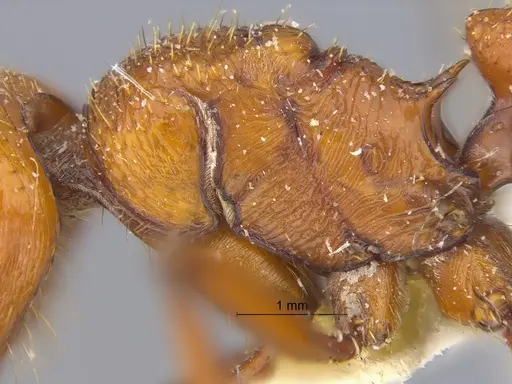 Pogonomyrmex cunicularius - CASENT0173109