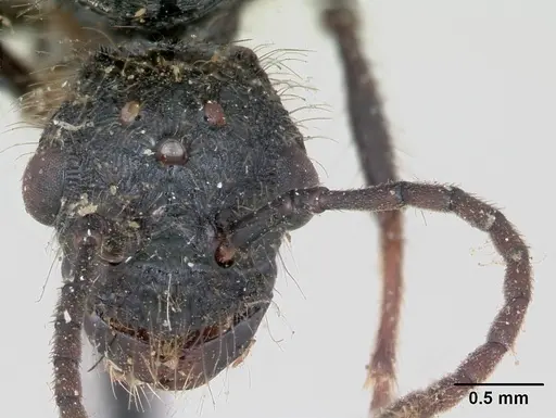 Pogonomyrmex cunicularius - CASENT0173361