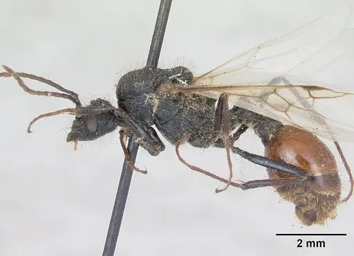 Pogonomyrmex cunicularius - CASENT0173361