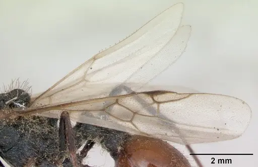 Pogonomyrmex cunicularius - CASENT0173361