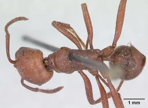 Pogonomyrmex cunicularius - CASENT0173365