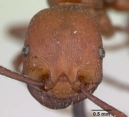 Pogonomyrmex cunicularius - CASENT0173365
