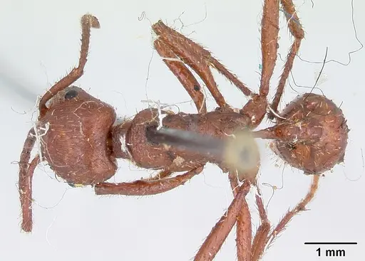 Pogonomyrmex cunicularius - CASENT0173366