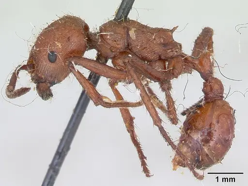 Pogonomyrmex cunicularius - CASENT0173366