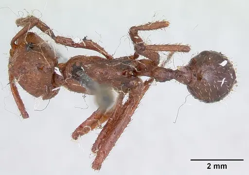 Pogonomyrmex cunicularius - CASENT0173369