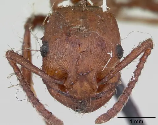 Pogonomyrmex cunicularius - CASENT0173369