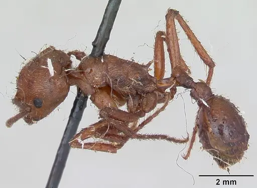 Pogonomyrmex cunicularius - CASENT0173369