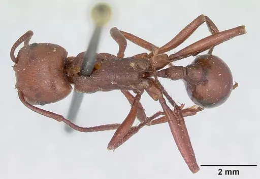 Pogonomyrmex cunicularius - CASENT0173372
