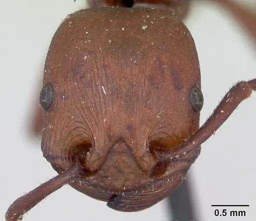 Pogonomyrmex cunicularius - CASENT0173372