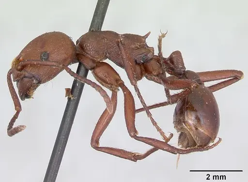 Pogonomyrmex cunicularius - CASENT0173372