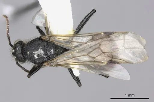 Pogonomyrmex cunicularius - CASENT0235298